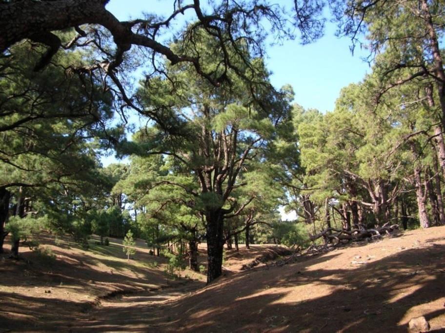 El Pinar Casa Poesia De El Hierro, Situada En El Centro De El Pinar别墅 外观 照片